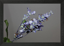 Salvia divinorum flowering