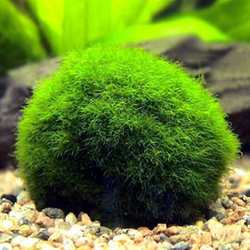 Marimo moss ball - marimo, cladophora