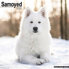 Samoyed 2026 Calendar | Dog Breed Gift Wall 15% OFF MULTI ORDERS
