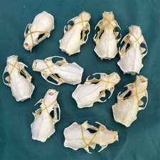 10PCs incomplete Real Mink