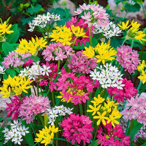 Alliums mixed garden flowers - mixed,