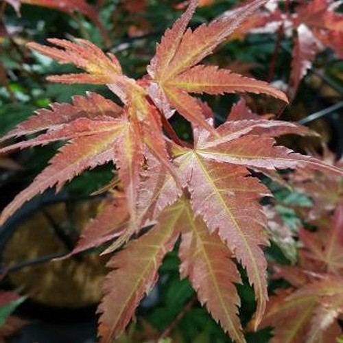 Acer brown sugar plant - brown,