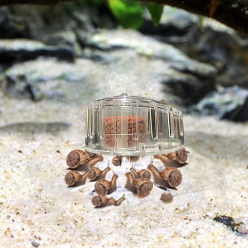 Aquarium fish grass tank plant - aquarium,