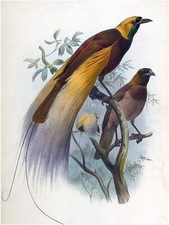 Birds Paradise Tropical D