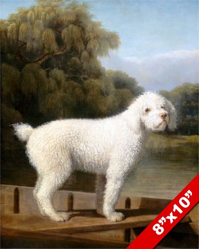 White poodle punt - in, a