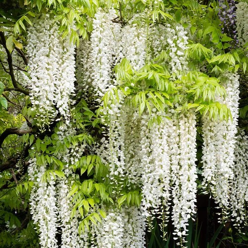 Wisteria floribunda
