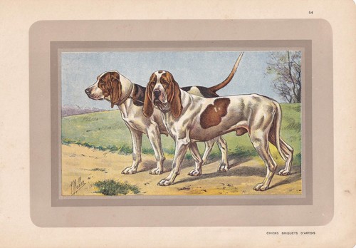 1931 artois hound - 1931,