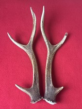 PAIR OF SIKA DEER ANTLERS 177g.   aprox. 27cm.