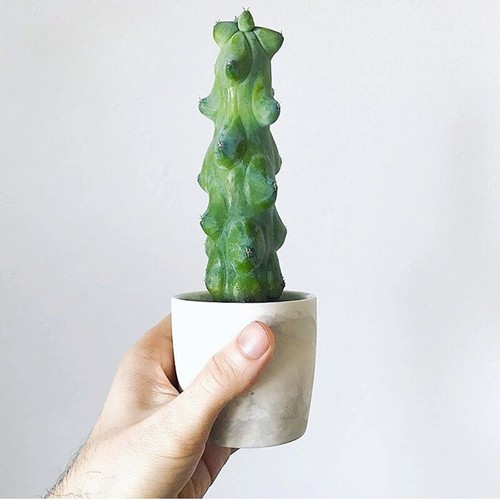 12cm succulent cactus plant - 12cm,