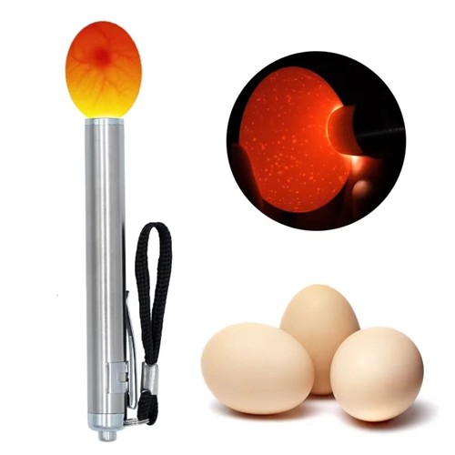 With flashlight egg candler - with,