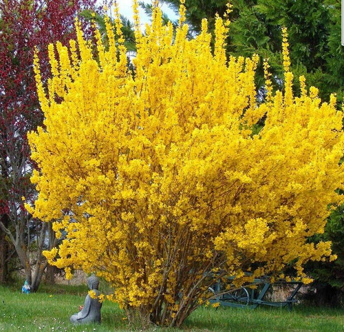 Forsythia intermedia - forsythia,