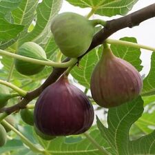 Ficus 'Brown Turkey' -  Fig Tree Coastal Grown in a 9cm