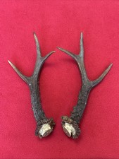 PAIR OF ROE DEER ANTLERS 