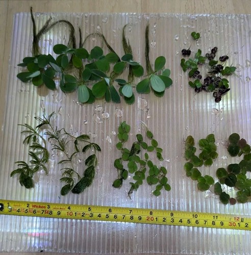 Easy grow floating plants - to,