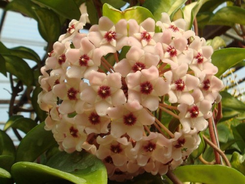 Hoya carnosa plant - hoya,