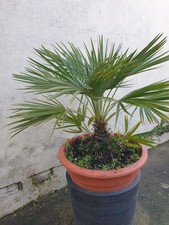 Trachycarpus Fortunei Large
