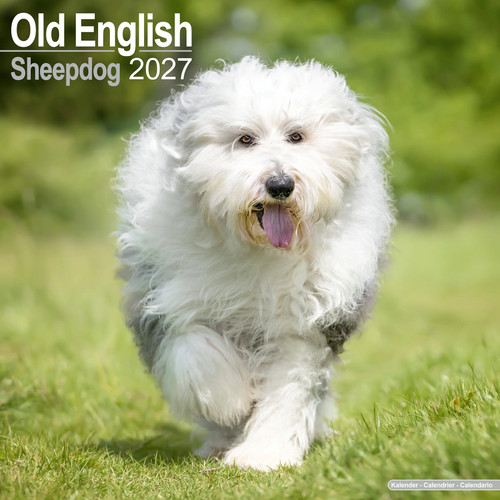 Old english sheepdog - old,