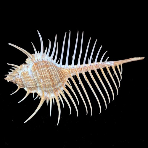 Murex pecten venus comb rare - murex,