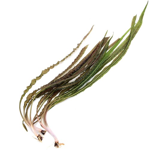 Cryptocoryne crispatula - cryptocoryne,