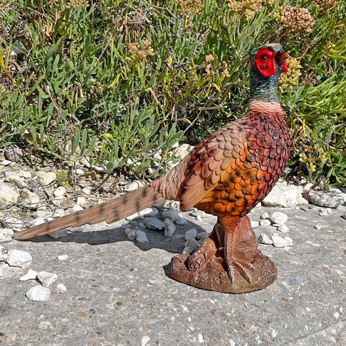 Pheasant bird garden - bird, animal