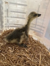 🐣Magnetic Fertility/Gender