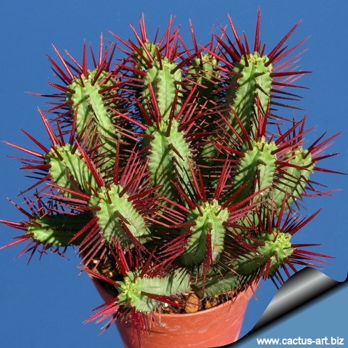 Large plant euphorbia enopla - plant!,