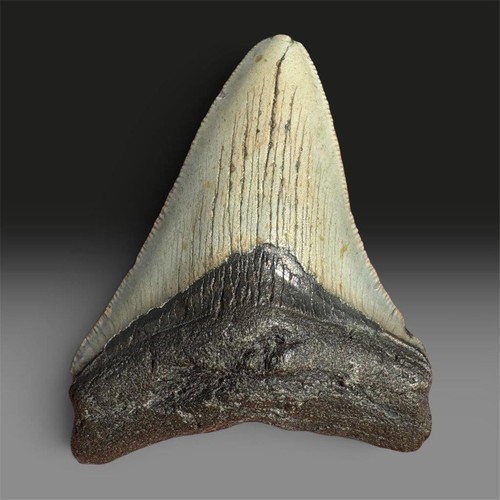Megalodon tooth fossil shark - tooth,