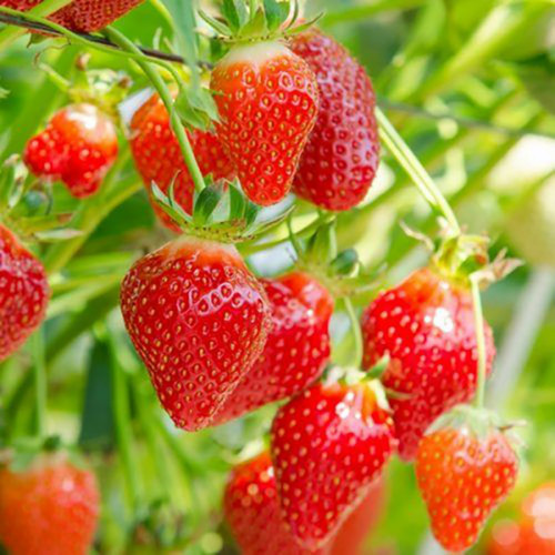 Strawberry hapil bare - x,