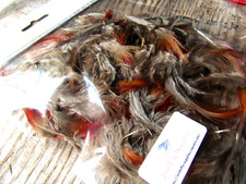 IFS Natural Golden Pheasant Rump - Red