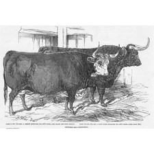 CATTLE Hereford Ox and West Highland Ox Smithfield Show - Antique Print 1849