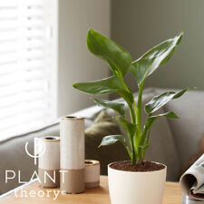 30cm Strelitzia reginae Bird