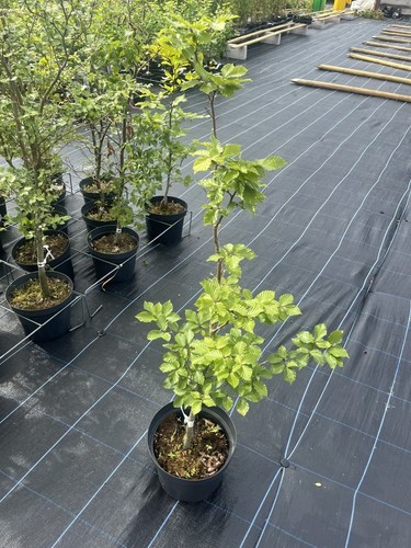 Green beech tree fagus - green,