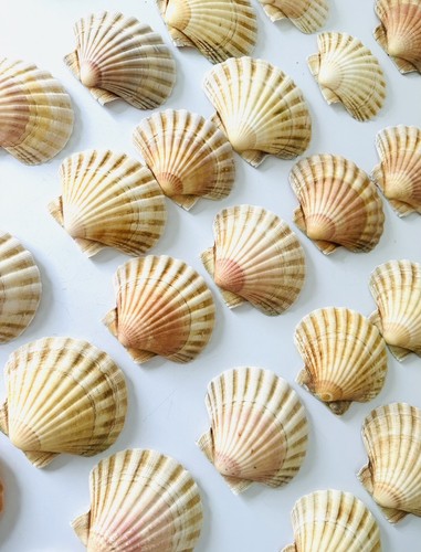 Shells scallop round - 30,