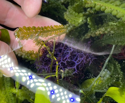 Blue hypnea macro algae for - macro,