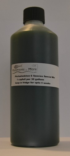 Live marine phytoplankton - marine,