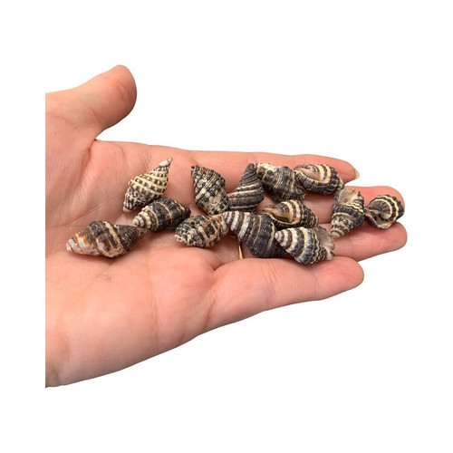 Shells drilled gorgeous craft - shells,,