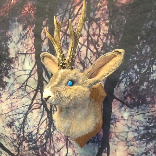 Jackalope taxidermy shoulder - jackalope,