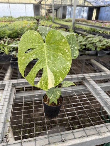 Monstera thai constellation - monstera,