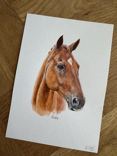 Horse portrait illustration