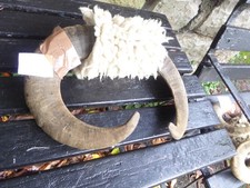 Rams Horns and real wool 8