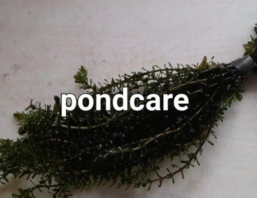 Elodea densa anacharis - densa,