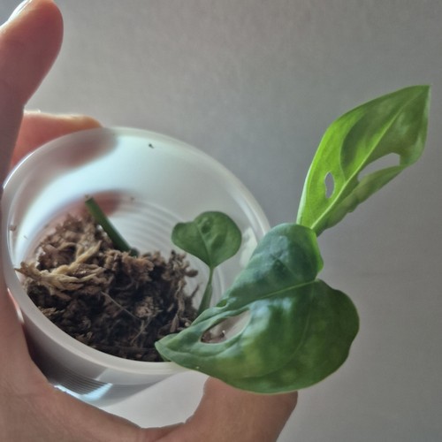 Monstera adansonii - -,