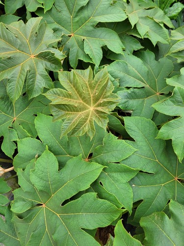 Tetrapanax papyrifer rex - tetrapanax,