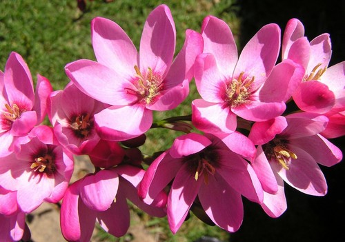 10x ixia mabel bulbs pink - mabel,