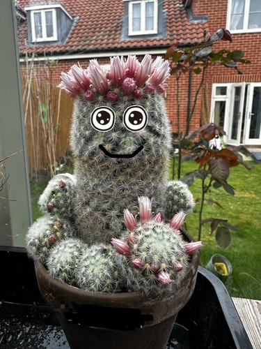 Mammillaria hahniana pink - mammillaria,