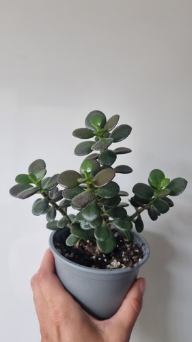 Jade plant money - tree, indoor