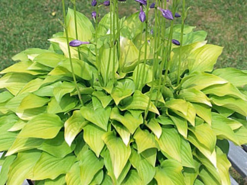 Hosta hydon sunset pot - hydon, (pot