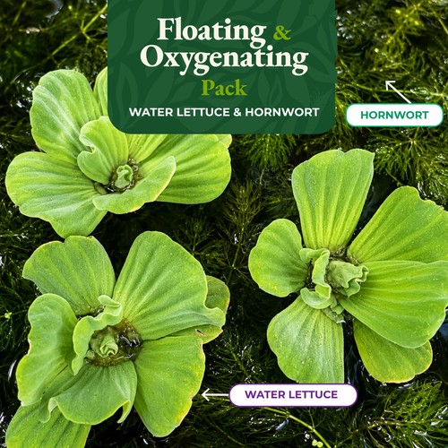 Floating oxygenating pond - &,
