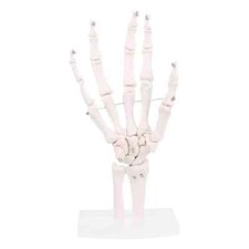 Life Size Human Hand Joint Bone Skeleton Anatomical Model Medical Anatomy