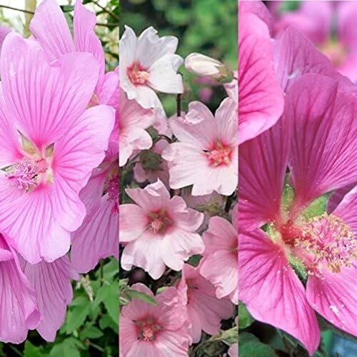 Lavatera mix inc varieties - 3,